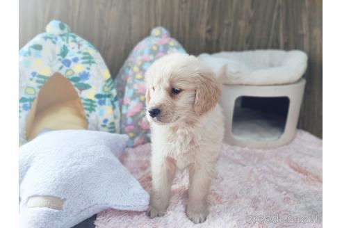 成約済の兵庫県のゴールデンレトリーバー-170067の2枚目